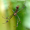 North American Golden Silk Orb-Weaver
