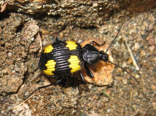 Spotting Image 1