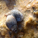 Caracola