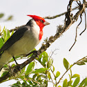 Red-crested Cardinal