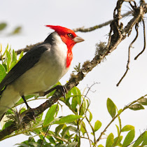 Biodiversity in Curitiba