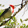 Biodiversity in Curitiba