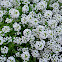 Sweet Alyssum