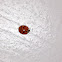 Multicolored Asian Lady Beetle