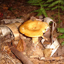 Mushroom