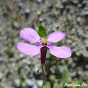Violet Cabbage