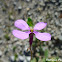 Violet Cabbage