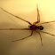 Araña de rincón