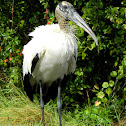 Wood Stork