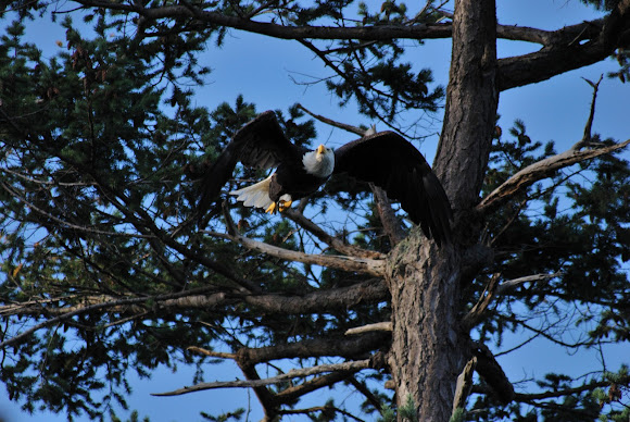Spotting Image 1