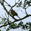 Cirl Bunting