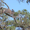 Turkey Vulture