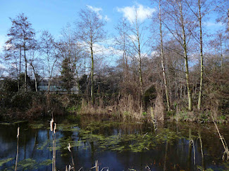 <p>
	Camley Street Natural Park Wetland</p>
