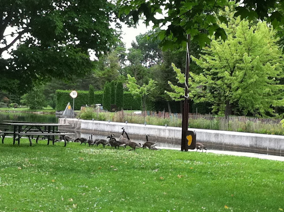 Spotting Image 1