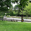 Canada Geese