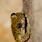 Waterfall Frog