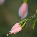 Pink Malvaviscus