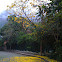 Araguanei (ipê amarelo)
