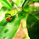 Common Lime Butterfly Larva