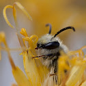 unknown bee