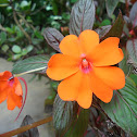 Busy Lizzy, Balsam or simply Impatiens