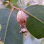 Urn gall