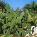 Fico d'India - prickly pear cactus