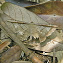 Entomogramma fautrix
