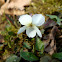White Violet / Bijela Ljubičica