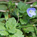 Persian Speedwell