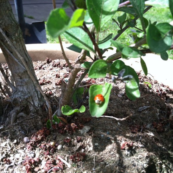 Spotting Image 1