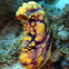 Ox heart ascidian