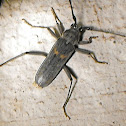 Banded Hickory Borer