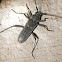 Banded Hickory Borer