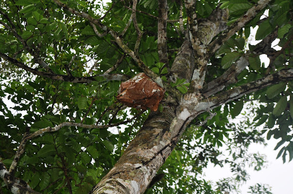 Spotting Image 1