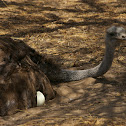 Common Ostrich