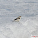 Snow Bunting