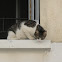 Street Cats