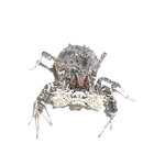 Jumping Spider