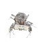 Jumping Spider