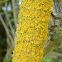 Common Orange Lichen