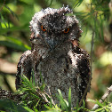 Tawny Frogmouth