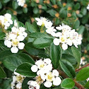 Rockspray Cotoneaster