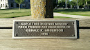 Maple tree memorial and bench