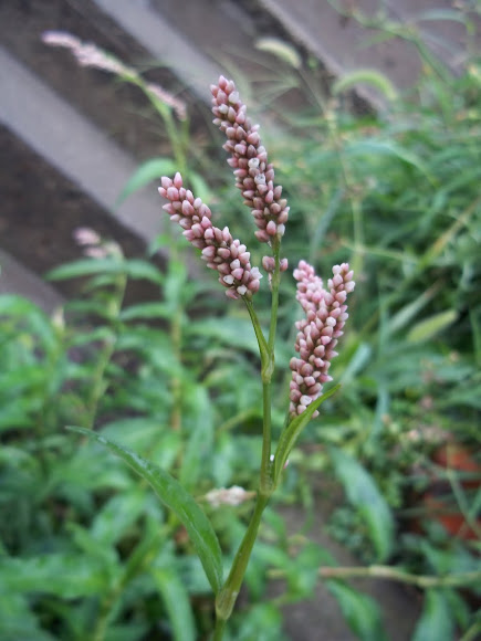 Spotting Image 1