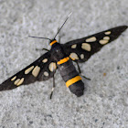 Wasp moth