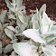 Lamb's ear