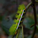 Automeris Moth Caterpillar