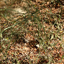 Rush Skeleton Weed