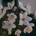 Brazilian nightshade